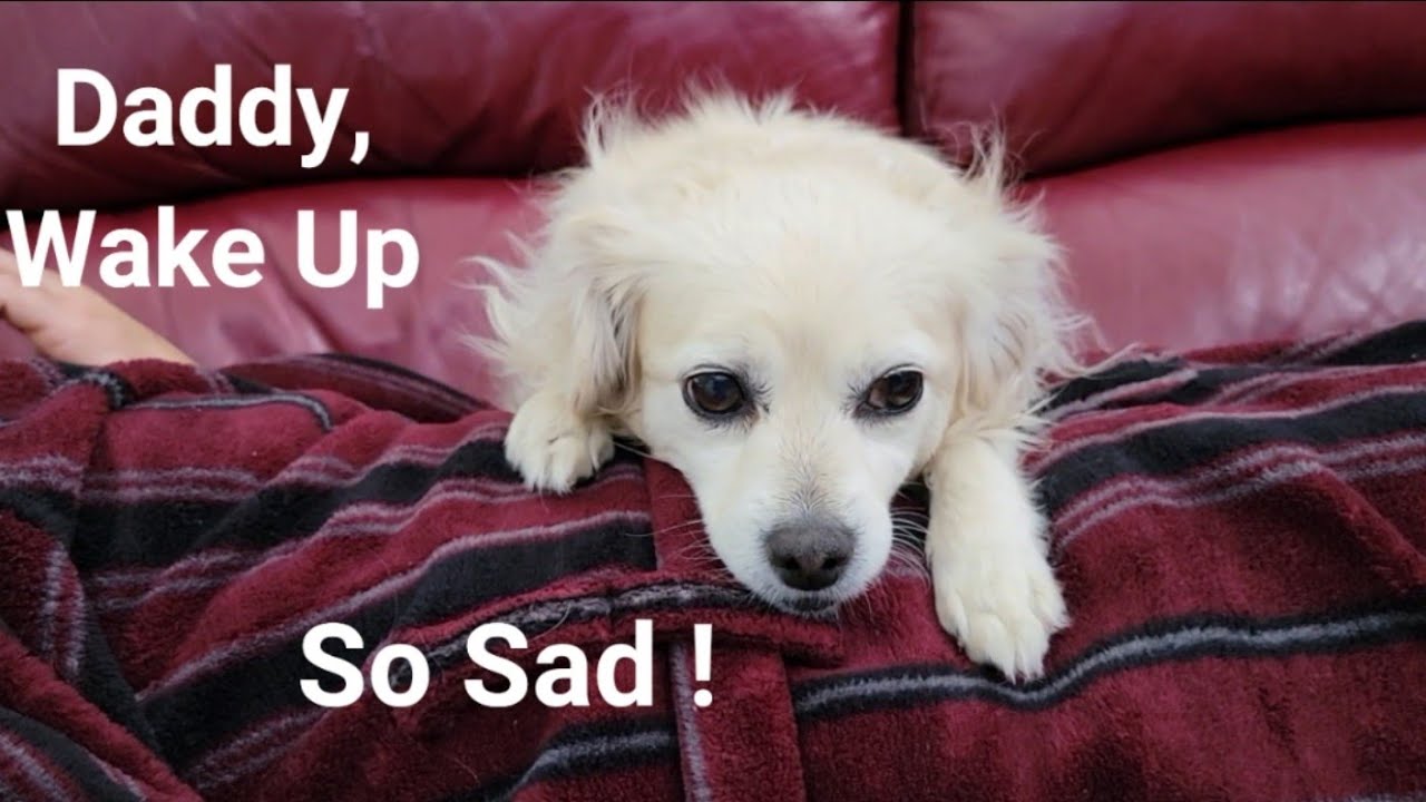 Dog Wakes Dad Up - YouTube