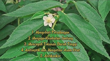 Rebusan Daun Kersen Dapat Membantu Mengobati Penyakit