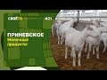 Приневское. Молочные продукты / Своё с Андреем Даниленко / Выпуск №16