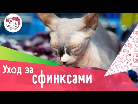 5 особенностей ухода за канадскими сфинксами