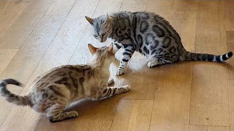 Video 5124451: snow lynx bengal, gorgeous silver bengal, cat loves playing, kitty