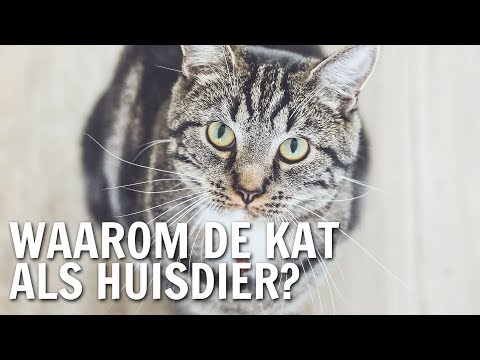 Video: Waarom Droomt De Kat?