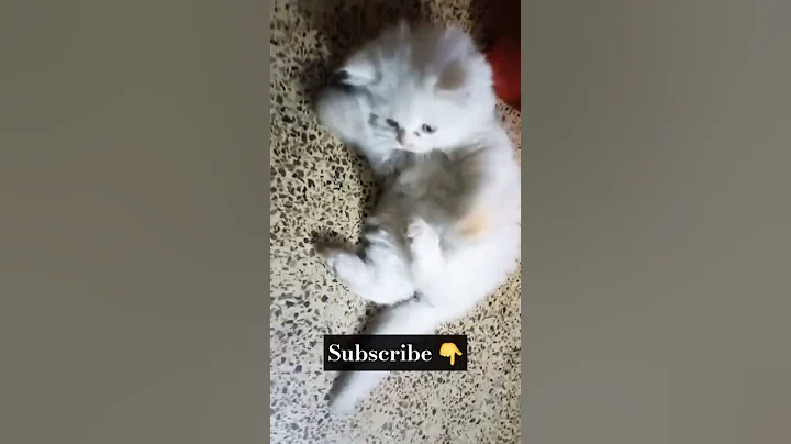 Watch the video about #cute #cat #catlover #funny #cutecat #cuteanimal