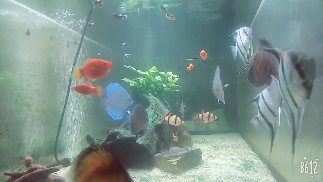 熱帯魚 うちの巨大水槽 ディスカス エンゼルフィッシュ Youtube 熱帯魚 うちの巨大水槽 ディスカス エンゼルフィッシュ Youtube