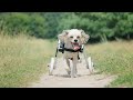 How To Make A Dog Wheelchair