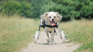 How To Make A Dog Wheelchair