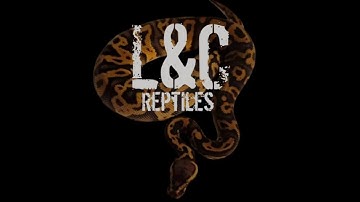 Hamburg Reptile Show (06/12/21)