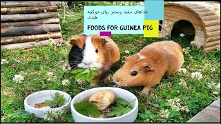 guinea pig foods غذاهای مفید و مضر برای خوکچه هندی