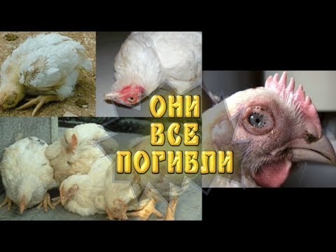 Из-за этого мы потеряли всех своих кур.