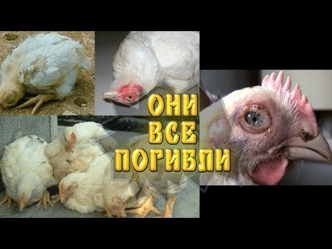 Video: Infekcija želučanog Kvasca Kod Ptica