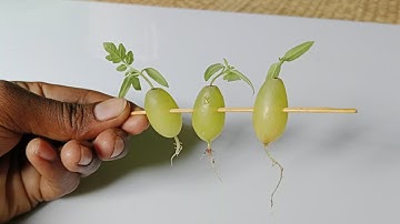 Simple method propagate grape tree with water,, growing grape tree at home|बढ़ता हुआ अंगूर का पेड़