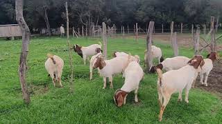 Boer goat farming in Kenya 0700007552