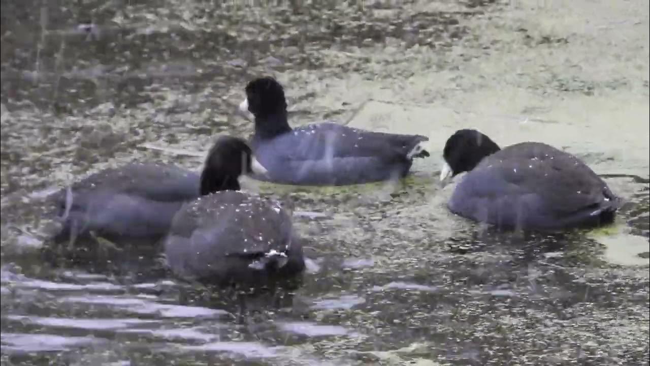 American coots at Timber ridge Forest Preserve 2 YouTube