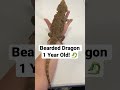 How fast do Bearded Dragons Grow?