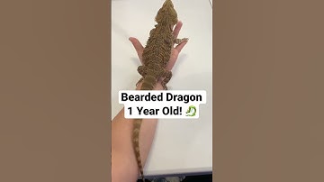 How fast do Bearded Dragons Grow?