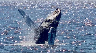 Our INCREDIBLE whale watching cruise