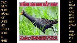 Tiếng gà đồng mp3, tiếng gà nước, cúm núm tải về bẫy ngày cực nhậy.
