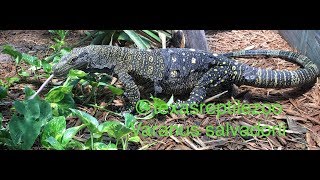 TREE CROCODILE by TexasReptileZoo 5,746 views 6 years ago 3 minutes, 34 seconds