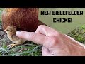 New Bielefelder Chicks!