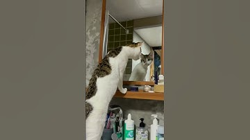 Mirror-Fearful Cats#cat #foryou #kitten #cutecats #catlover #funnyvideos #cats