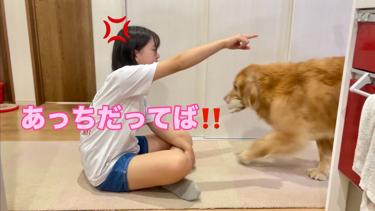 Cookie, a large dog who completely ignores his sister's orders and