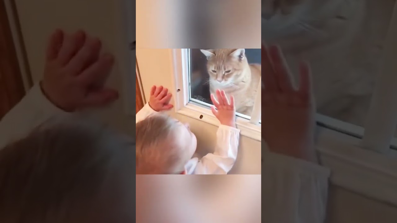 Pet Pandemonium: 🐾😂📹 