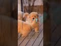 New trending status !! cute dog status 🥀!! WhatsApp status !!#whatsappstatus#cutedog #dogstatus#dog