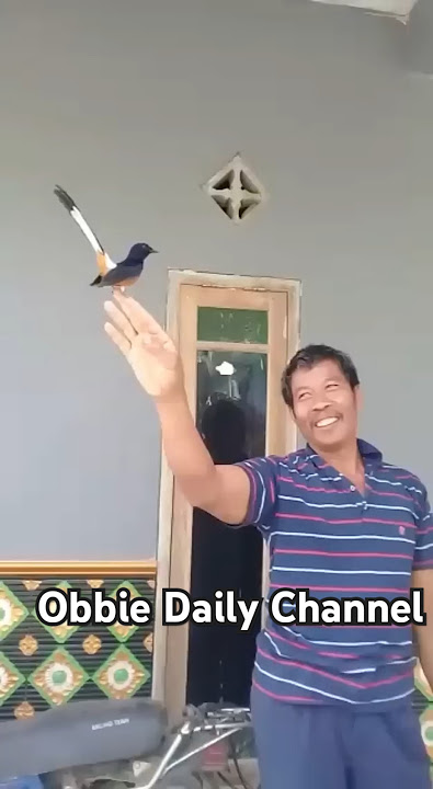 Masya Allah seekor burung murai nurut banget sama pemiliknya #shorts #youtubeshorts #shortvideo #fyp