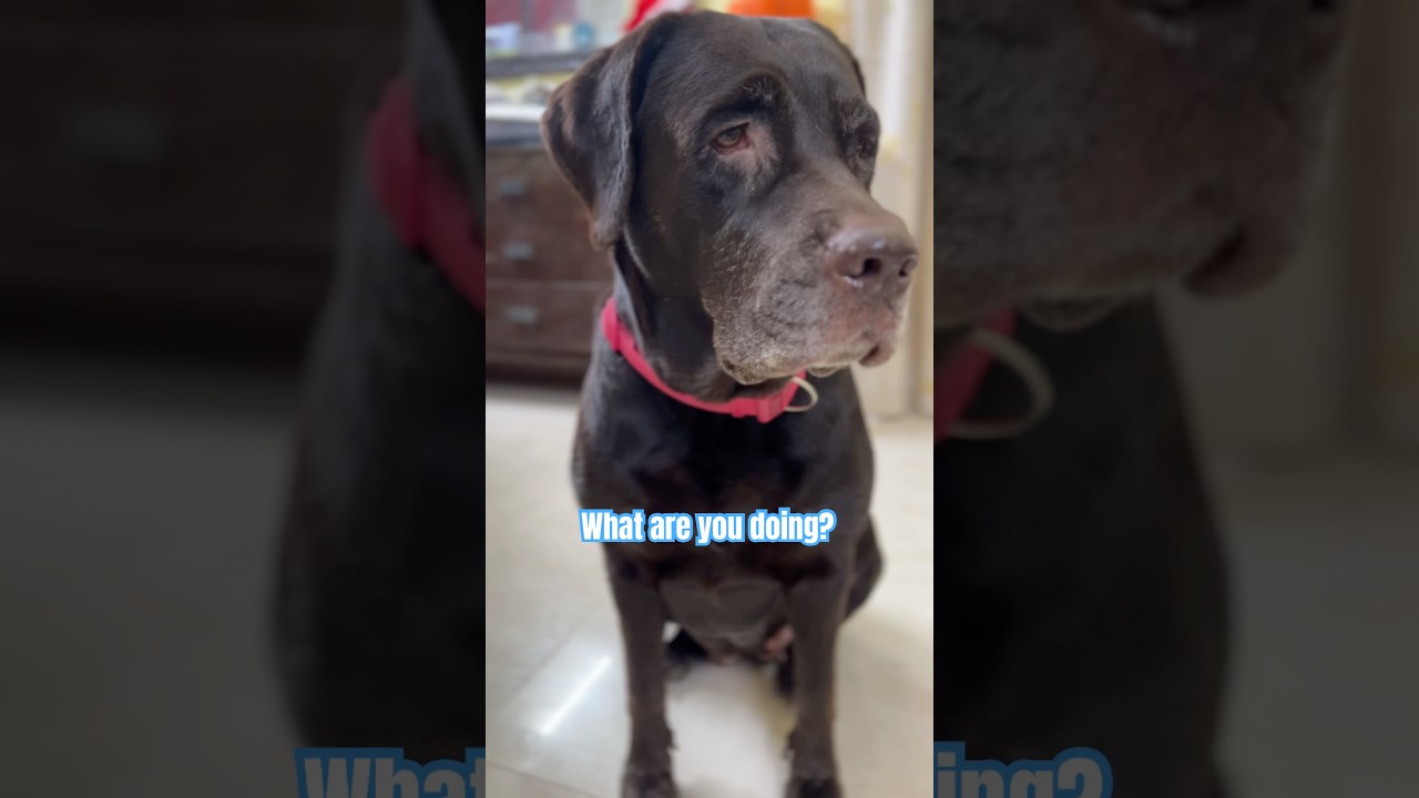 Разве Чоши не самый милый?! 🥺🥰 