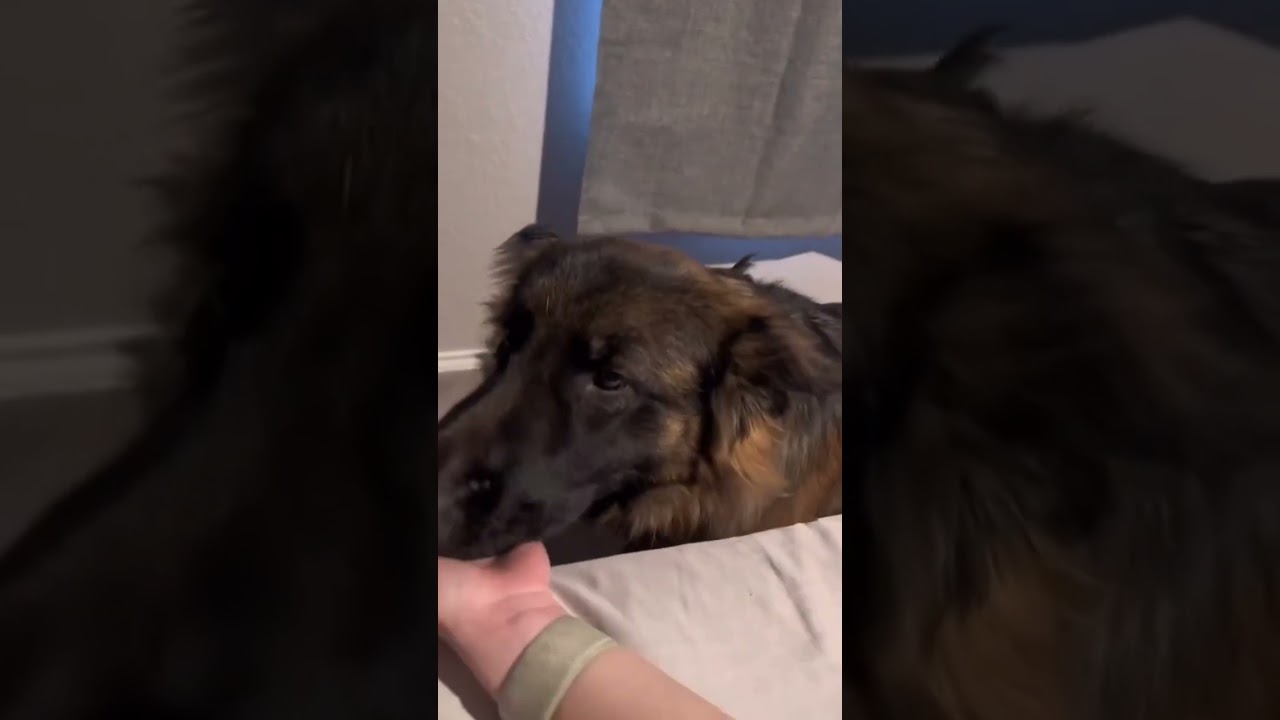 What it’s really like waking up with my German Shepherd 