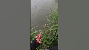 Câu cá vược biển , sea ​​bass fishing #fishing #trending #つり