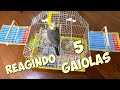 CALOPSITAS | ANALISANDO AS GAIOLAS DOS INSCRITOS