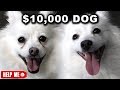 $10,000 DOG VS. $1 DOG
