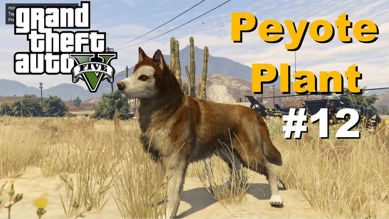 Gta v peyote locations corpsany