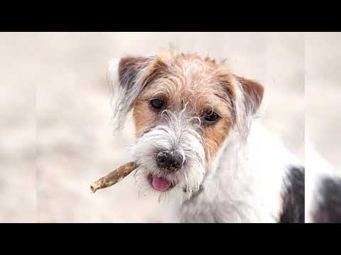 Video: Parson Russell Terrier Cane Di Razza Ipoallergenico, Salute E Durata Della Vita