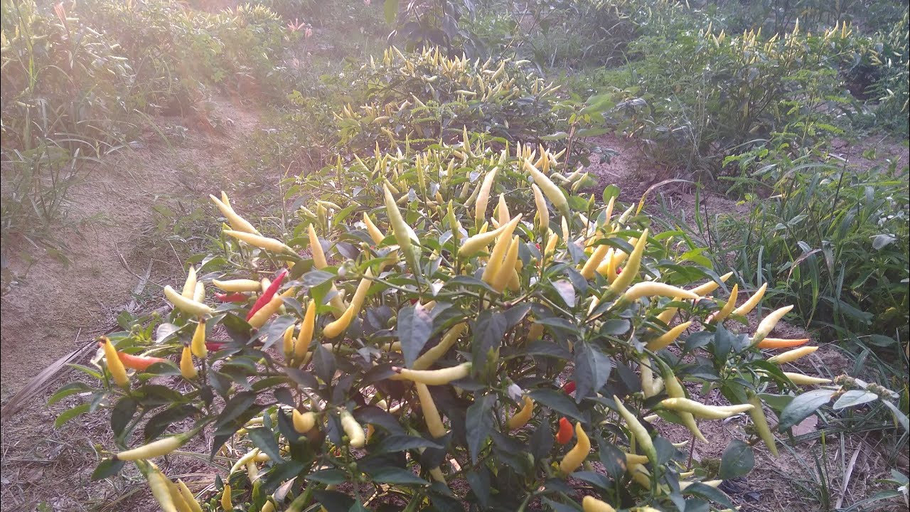 Inilah rahasia menanam lombok (cabe) yang baik dan benar sehingga hasil