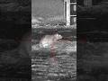 FARMYARD RAT DISPOSAL🐀🎯 #airrifleshooting #pestcontrol #nightvision #weihrauch