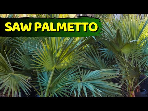 Vídeo: Silver Saw Palmetto Palms - Saiba mais sobre os fatos da Silver Saw Palmetto Tree