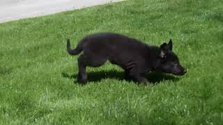 German Shepherd Puppy For Sale by Greenfield Puppies 27 views 13 hours ago 42 seconds
