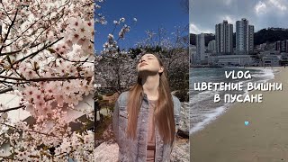 vlog: цветение вишни в южной корее/ весна в пусане