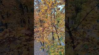 10.10.2025. (16:43) Харків, Україна. Повітряна тривога/пишу касети....
