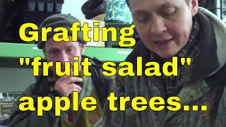 Grafting apple trees - How to graft multiple varieties on existing trees. fruit salad family tree uk
