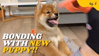 Shiba Inu Puppy Bonding Time!