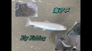 【 アメマス 】島牧で海アメがいっぱい釣れた ②