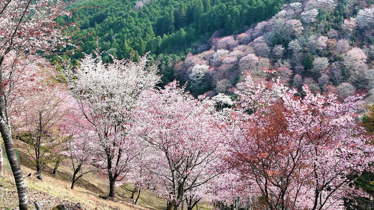 吉野山の桜満開🌸