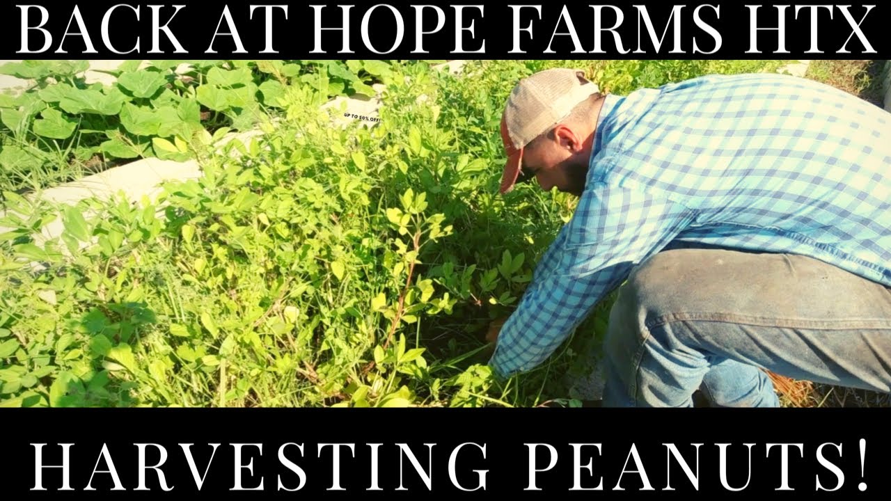 Harvesting Peanuts At HOPE FARMS HTX Can You Grow Peanuts In Houston harvesting-peanuts-at-hope-farms-htx-can-you-grow-peanuts-in-houston