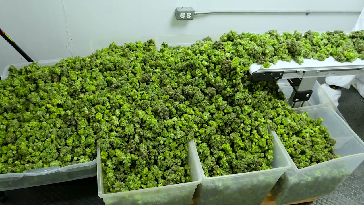 Twister T4   Wet    Running two units in tandem   Longview