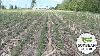 Soybean School: Lessons learned from 2020 spring tillage