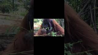 Male Orangutan Snackin.