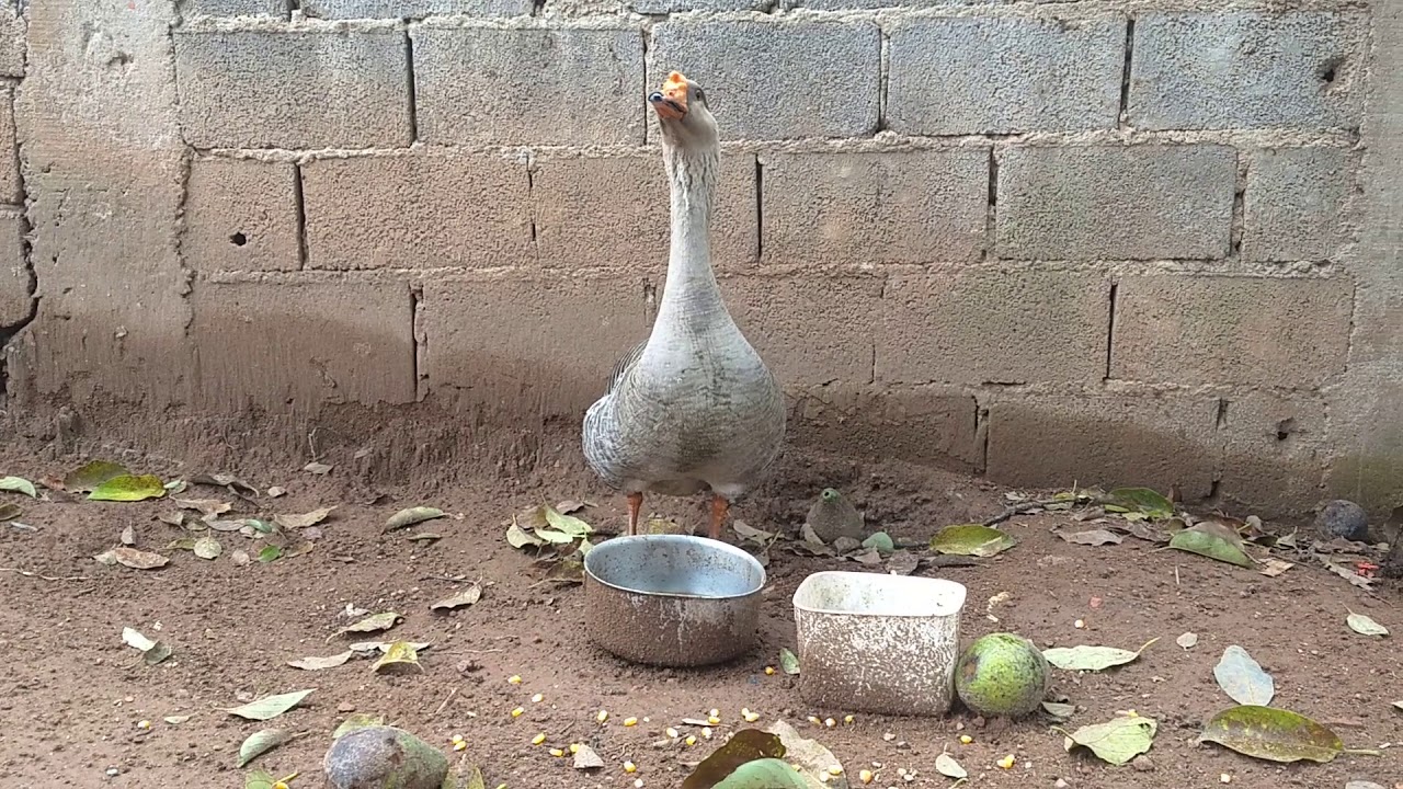 Posso criar ganso sem ter lago? Saiba como fazer um ambiente aquático